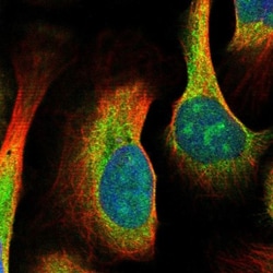 MDN1 Antibody, Novus Biologicals:Antibodies:Primary Antibodies